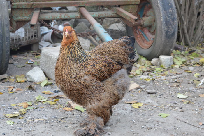 DSC_0019 - Pui Brahma 2015