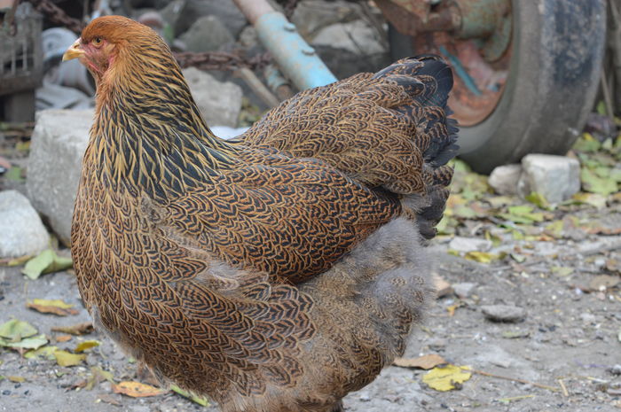 DSC_0021 - Pui Brahma 2015