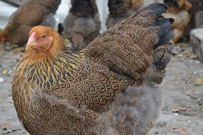 DSC_0024 - Pui Brahma 2015