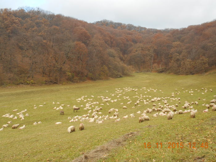 Picture 1357 - Turcana-Alba 2015