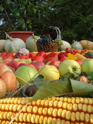 Recolta-fructe si legume - Livada mea de meri