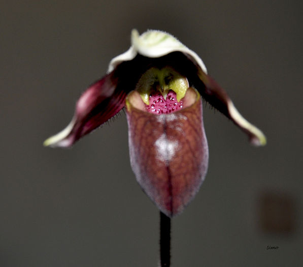 DSC_0153 - Paphiopedilum purpuratum