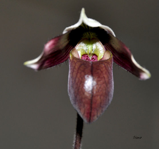 DSC_0154 - Paphiopedilum purpuratum