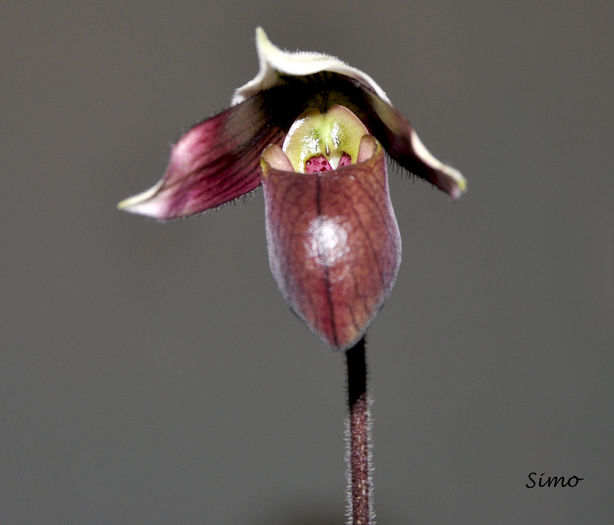 DSC_0155 - Paphiopedilum purpuratum