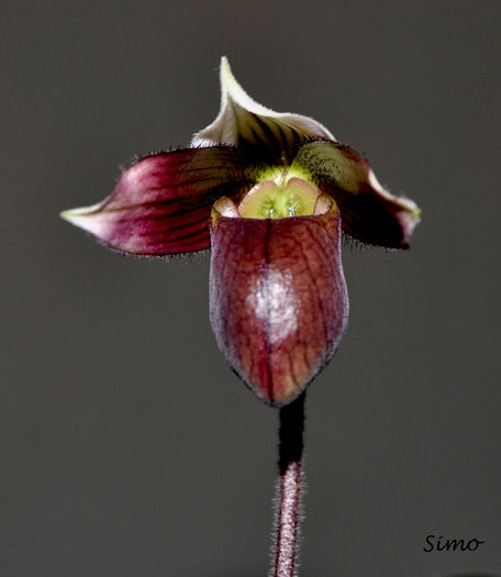 DSC_0156 - Paphiopedilum purpuratum