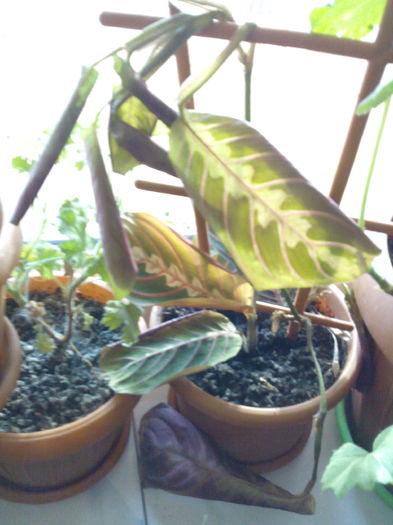 IMG_20151118_091518 - floricele 2015