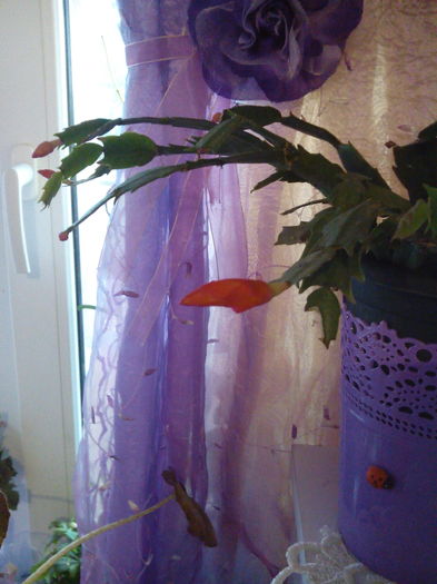 IMG_20151118_091223 - floricele 2015