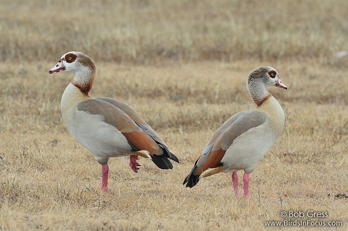 Egyptian_Goose_Bob_Gress_Canyon_Lake_TX_MG_3976