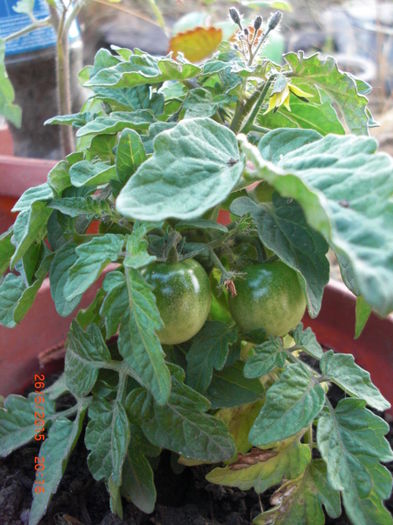 rosii Chery de Balcon