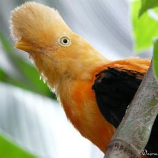 59555_bc9fd4b513afdb461d06a0104e1d23f8_mdsq - BIRDS