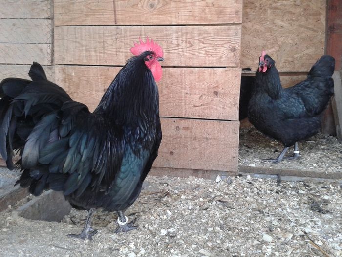 20151119_093004 - Australorp Negru