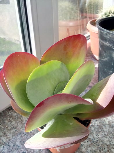 nr.24-kalanchoe thyrsiflora; 15 lei
