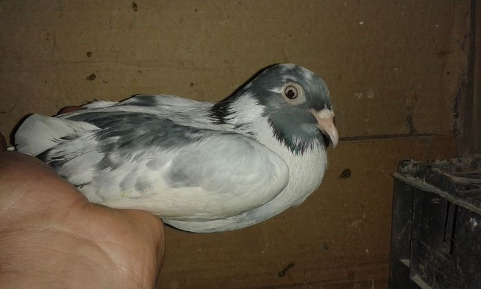 20151118_113648 - Rolleri de Odessa