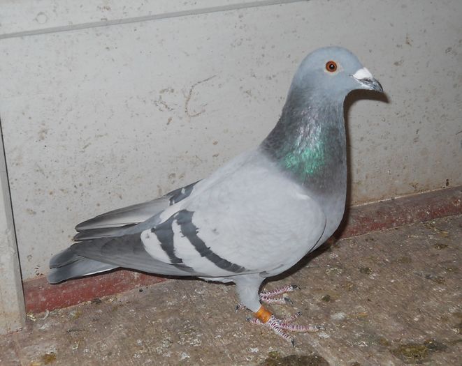 293516-2014; Femela este scoasa din:
-1194525-2008M(Norma AS MARATON. PALMARES MARATON) si din 
-0356999-2012F(Original Rotaru Marian-Rastoaca).

Este sora de tata cu : -0160725-2011M(4 clasari fond si maraton
