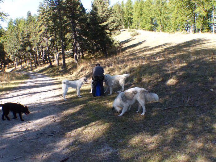 Cainii ciobanesti-65v