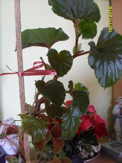 Begonia - plante de interior