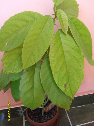 Avocado - plante de interior