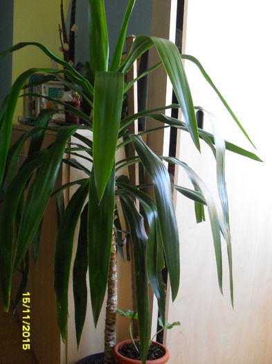 Dracena - Palmieri si citrice