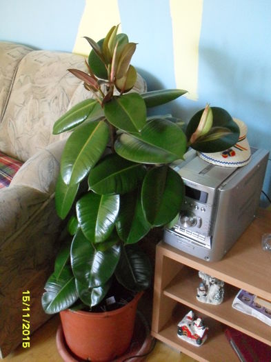 Ficus - plante de interior