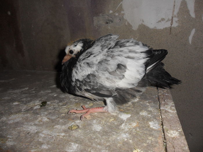 test din tippler cu jucator