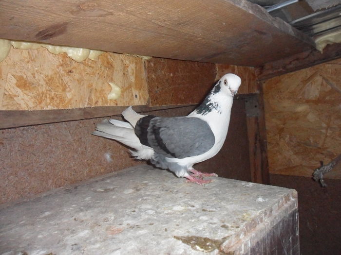 mascul,cadou de la ciprian; multumesc!
