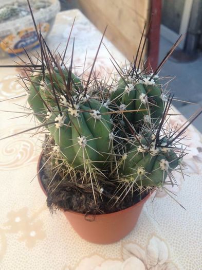 nr.25; 3lei buc sau 10tot
