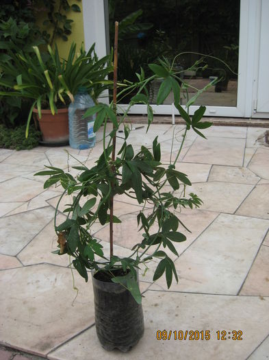 Picture 4726 - Passiflora caerulea