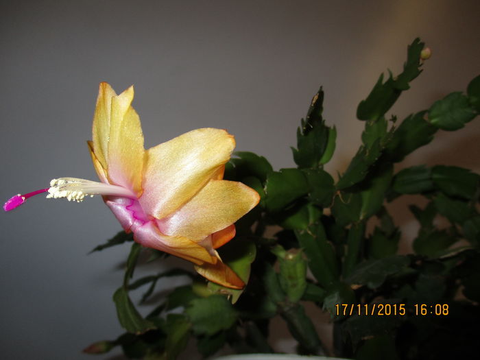 IMG_0009 - Florile mele noiembrie 2015