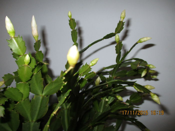 IMG_0018 - Florile mele noiembrie 2015