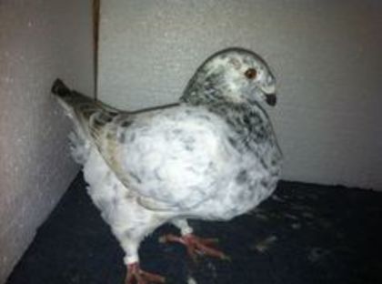 M 2015 din matca VANDUT