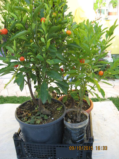 Picture 4766 - Solanum Pseudocapsicum