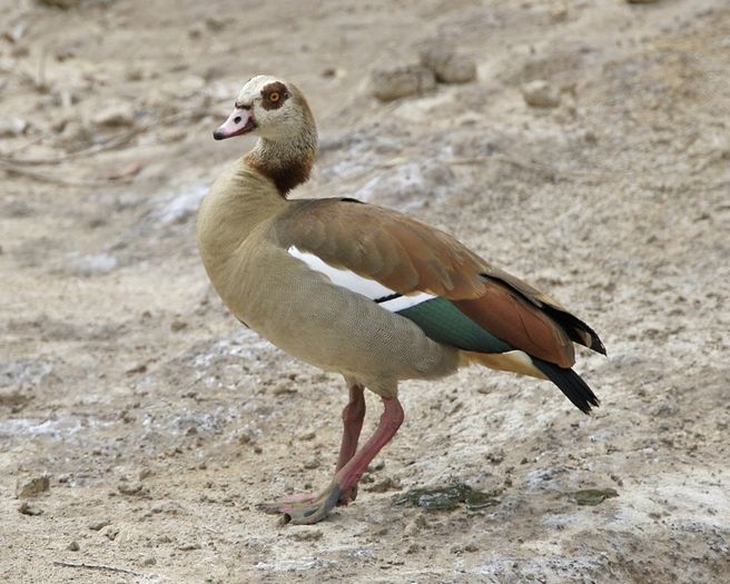 Egyptiangoose1 - Pasari in lume