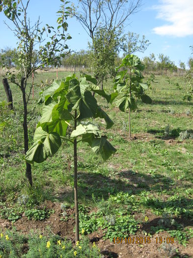 Picture 4874 - Paulownia Tomentosa 2014-2016