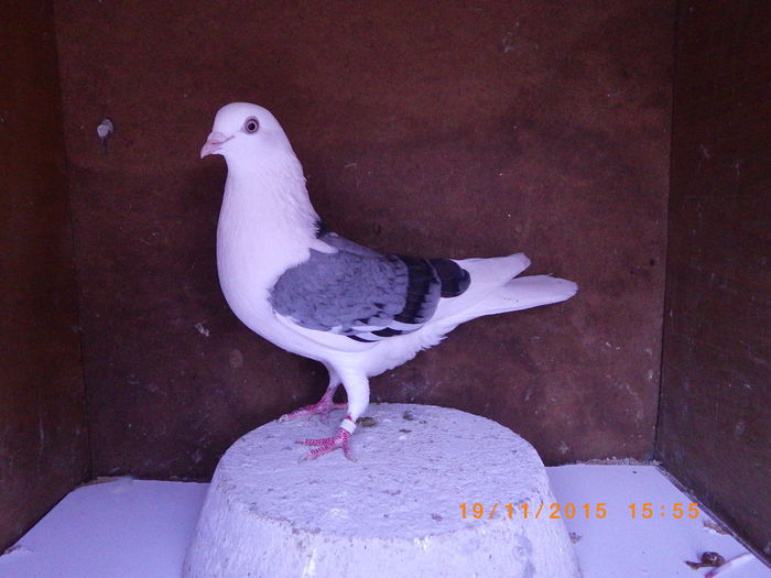 RIMG0243