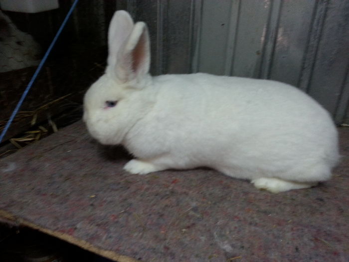 20151119_155632 - 4 Femela RO 21-2506