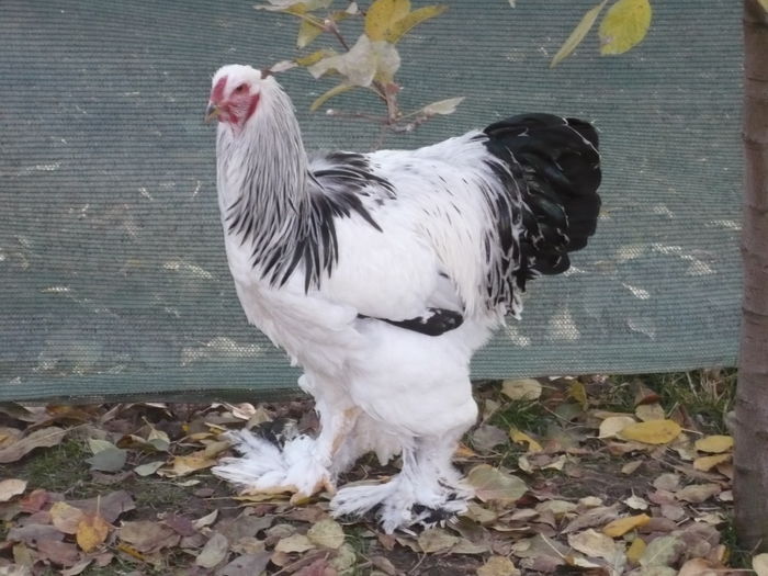 mariusvinga - cocosi matca 2016 -2017- 2018- 2019