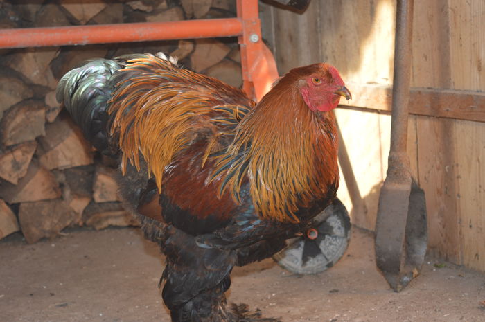 DSC_0053 - Pui Brahma 2015