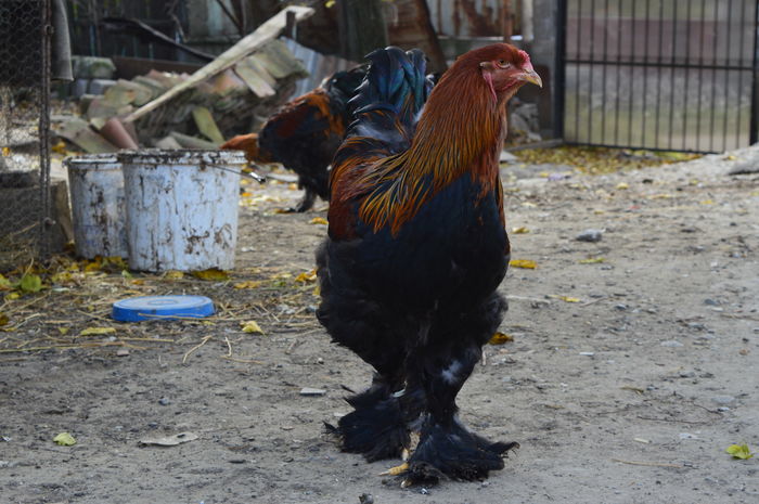 DSC_0039 - Pui Brahma 2015