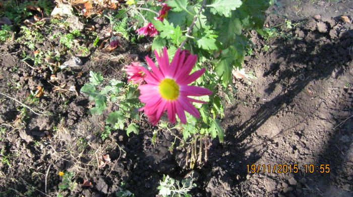 IMG_9884 - Crizanteme si tufanele