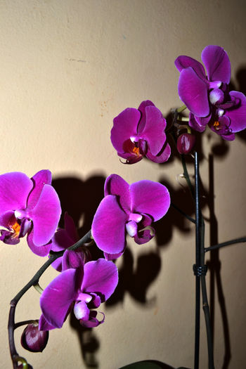 phalaenopsis 1