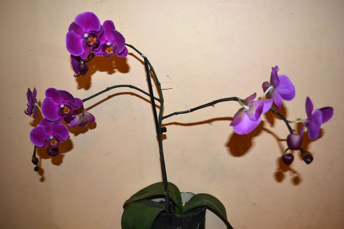 phalaenopsis 2 - Orhidee