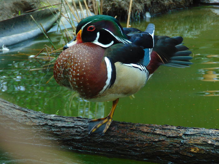 DSC07816 - Rate caroline