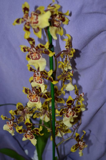 orhidee - oncidium 4 - Orhidee