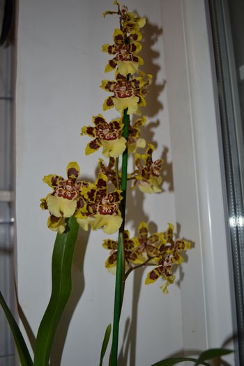 orhidee - oncidium 2 - Orhidee