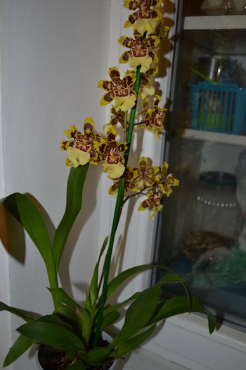 orhidee - oncidium 3 - Orhidee