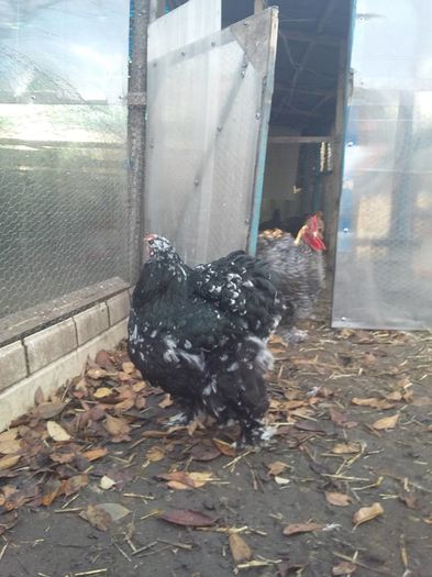 12219490_1704802706420194_4694650873439334964_n