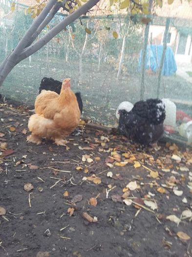 11148834_1704802749753523_1639441871514970371_n