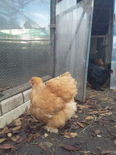 12241572_1704802766420188_5230799007287082214_n