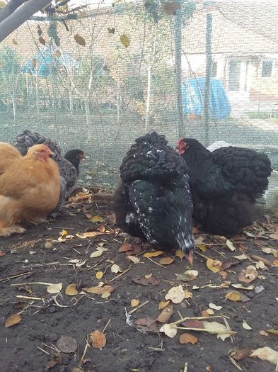 12219490_1704802799753518_2757045622482226290_n