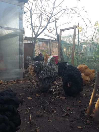 12278681_1704802696420195_7777568133095929049_n